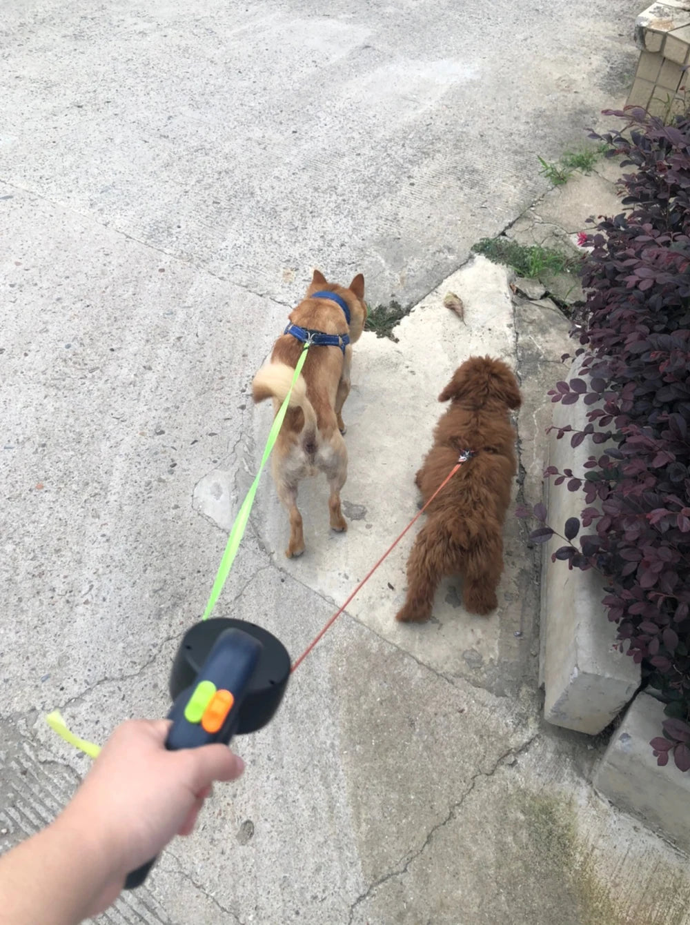 Holapet Double Guide: Safe, Illuminated Walks with Two Dogs!